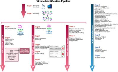Metatranscriptomics unmasks Mollusca virome with a remarkable presence of rhabdovirus in cephalopods